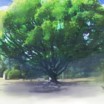 大樹の公園