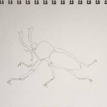練習2(ニジイロクワガタ)