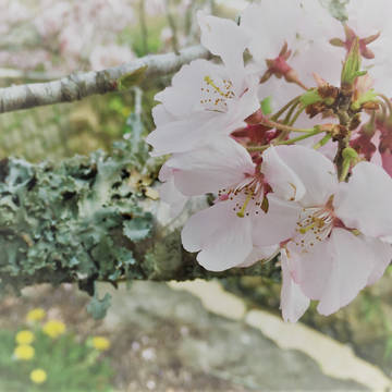 桜