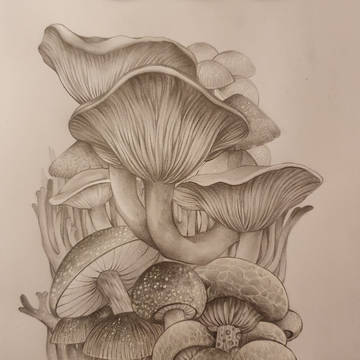 enchanting mushrooms