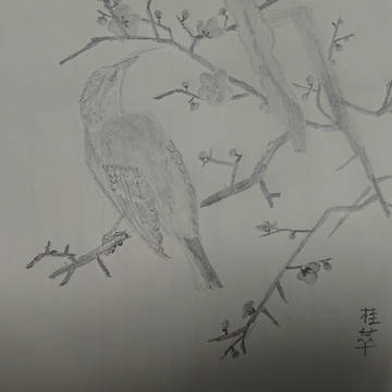 白梅山雀