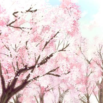 桜光