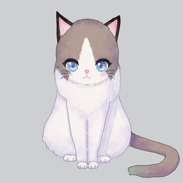 猫の練習 ラグドール