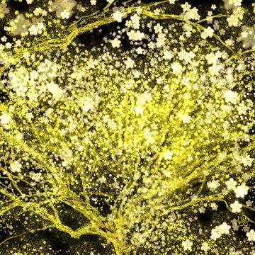 夜桜のきおく
