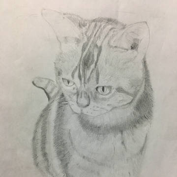 猫のきなさん