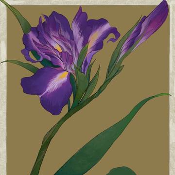 花菖蒲