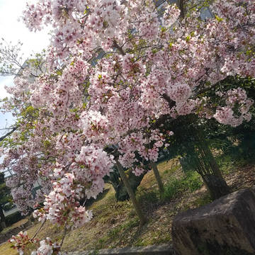さくら満開