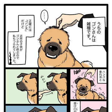 ゴンさんまとめ(初期)