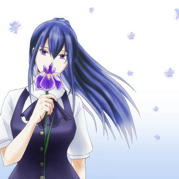 アヤメ