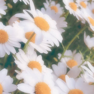 人類が幸せでありますように
