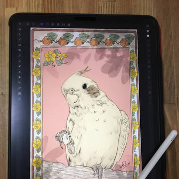 iPadで家のオカメインコを描いてみた