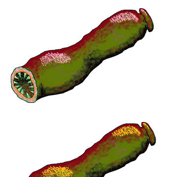 へちま