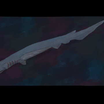 Scaffold shark