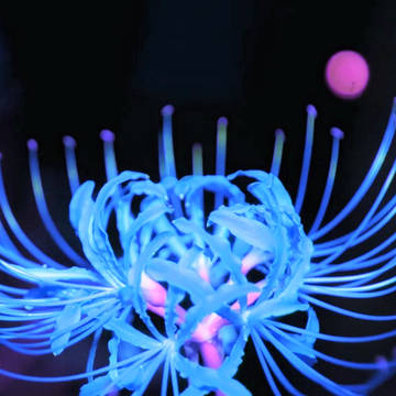 フリー素材pixiv表紙用 彼岸花