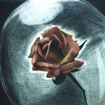 薔薇