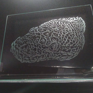 爬虫類