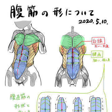 腹筋の形について
