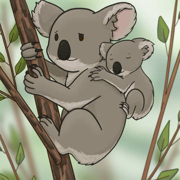 Koala family