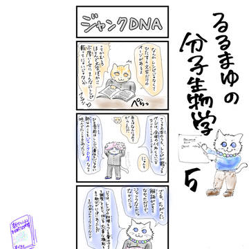 るるまゆの分子生物学5