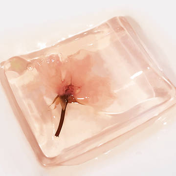 桜入りゼリー