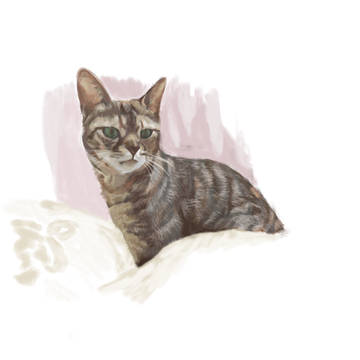 愛猫