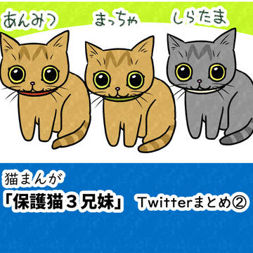 猫マンガ「保護猫３兄妹」Twitterまとめ②