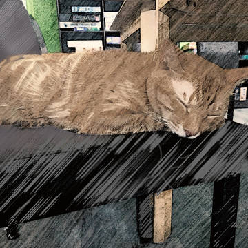 猫