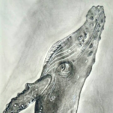 鲸鱼