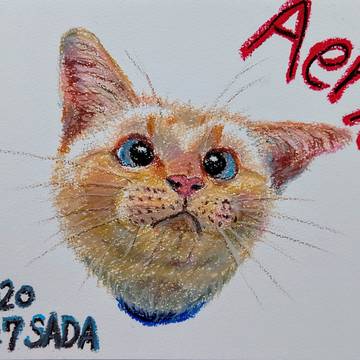 友人の愛猫