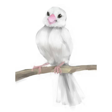 文鳥