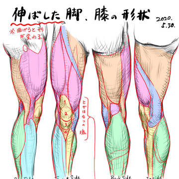 伸ばした脚の形状、膝の形状