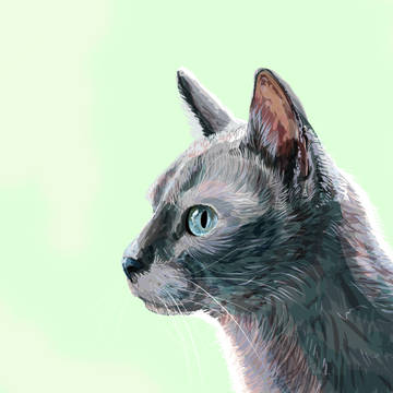猫です！