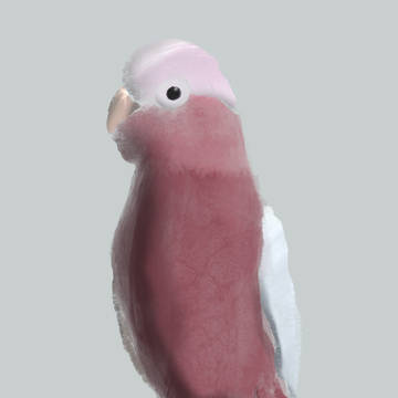 モモイロインコ