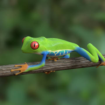 frog