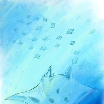 manta dream