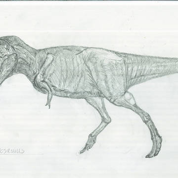 ใขใซใใผใใตใฆใซใน(Albertosaurus)