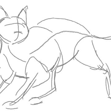 Cat Body