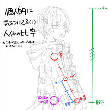 人体の比率