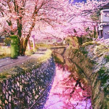 桜　舞い散る