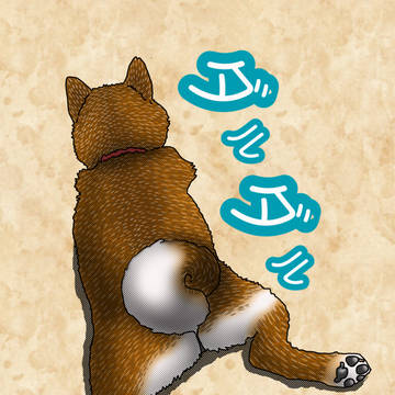 shibainu43