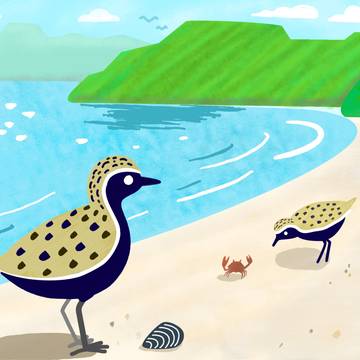 海辺のムナグロ