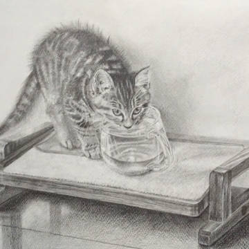 猫