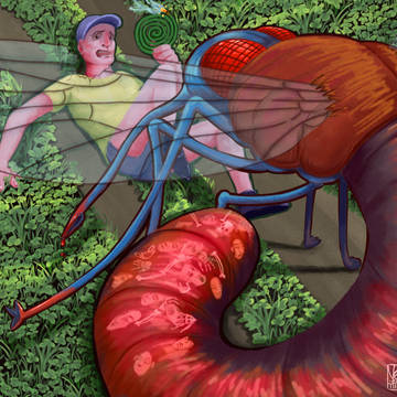 mosquito attack
