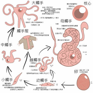 觸手族的成長過程