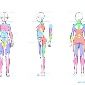 Anatomy & Simple Muscle Guide