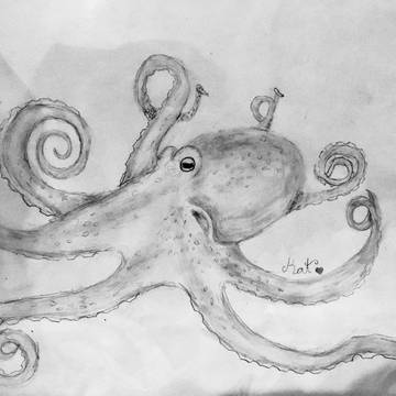 Octopus
