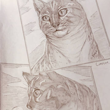 “Curiosity”
