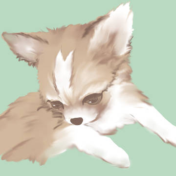 チワワ