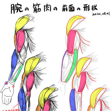腕の筋肉の形状