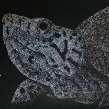 カブトニオイガメ描きました